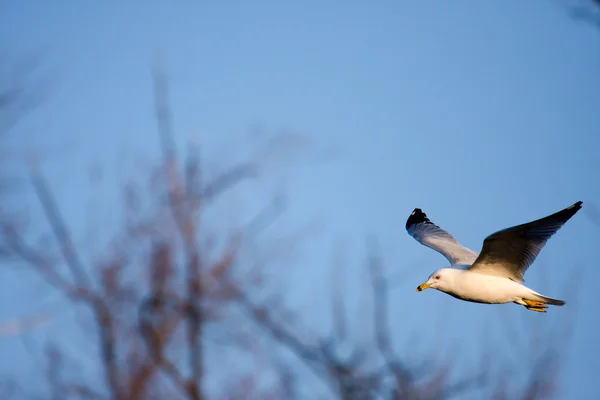Seagull in vlucht — Stockfoto