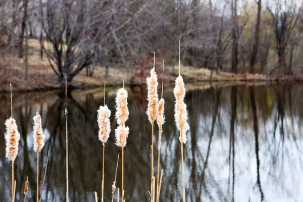 Weidenruten am Teich — Stockfoto