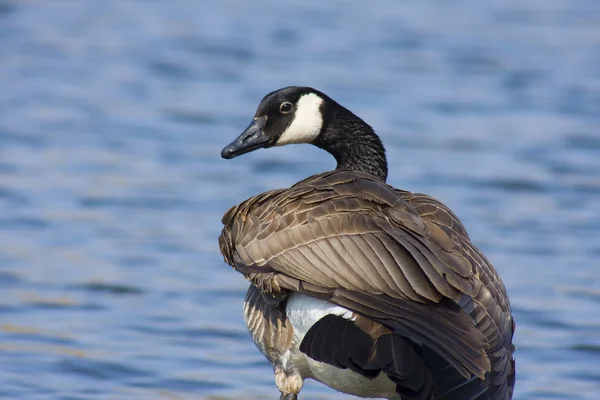 Canadian Goose — Stock Photo, Image