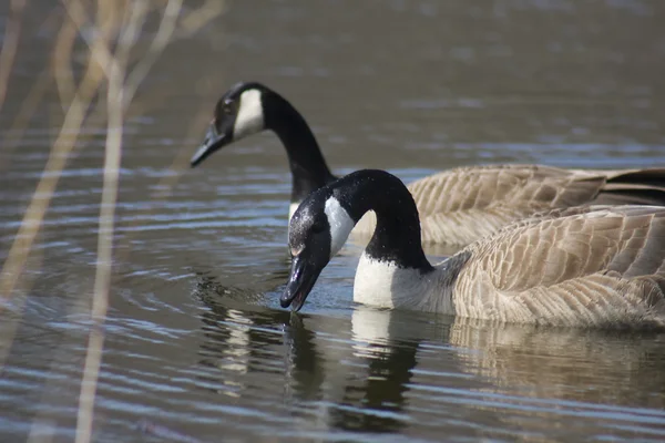 Two Canadian Geese swimming — Stock Photo, Image