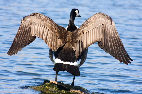 Goose Drying Off — Stock Photo, Image