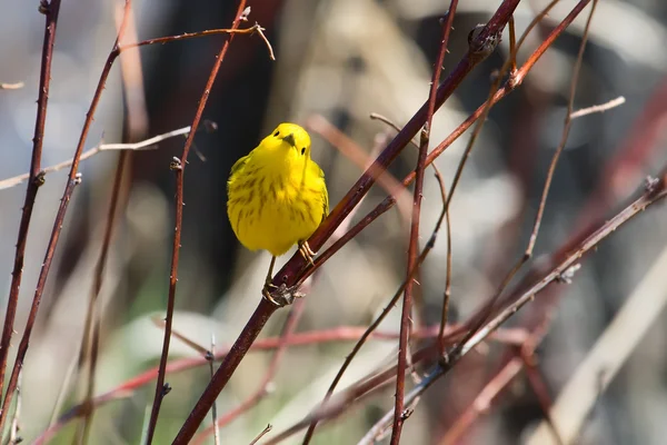 Warbler amarelo — Fotografia de Stock