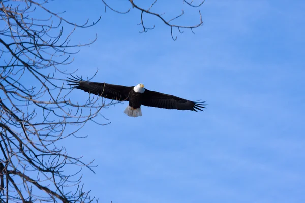 Águila calva americana en vuelo — Foto de Stock