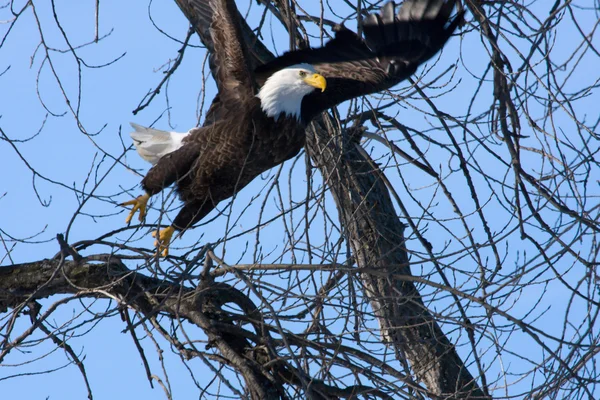 Aigle à tête blanche américain en vol — Photo