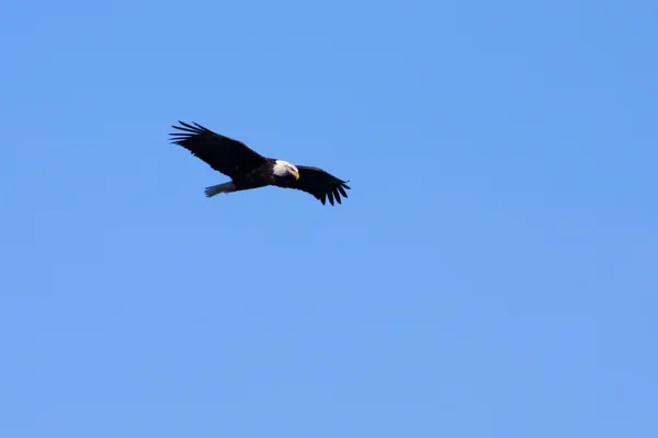 Αμερικανός φαλακρός αετός εν πτήσει — Φωτογραφία Αρχείου