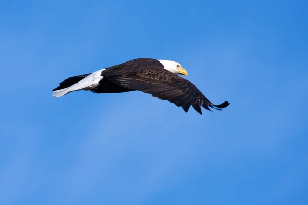 Águila calva americana en vuelo —  Fotos de Stock