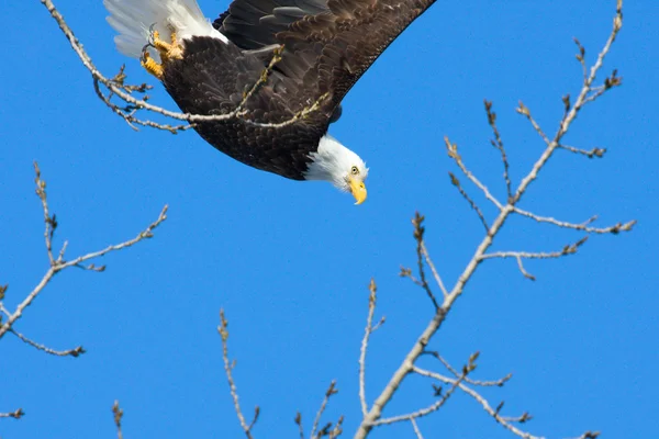 Americký orel bělohlavý v letu — Stock fotografie