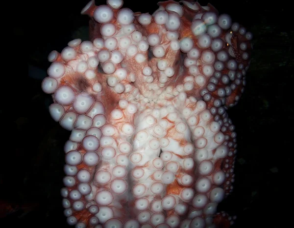 Podvodní obrázek chobotnice — Stock fotografie