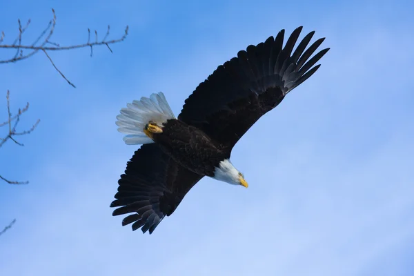 Águia careca americana em voo — Fotografia de Stock