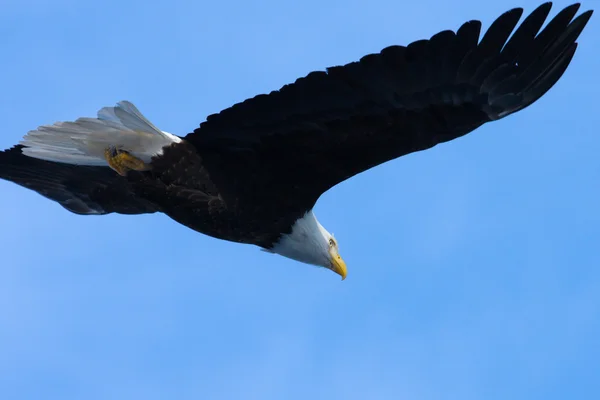 Американский белоголовый орлан в полёте — стоковое фото