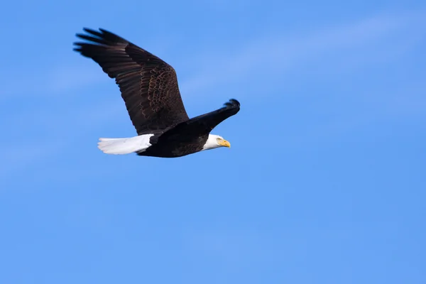 Американский белоголовый орлан в полёте — стоковое фото