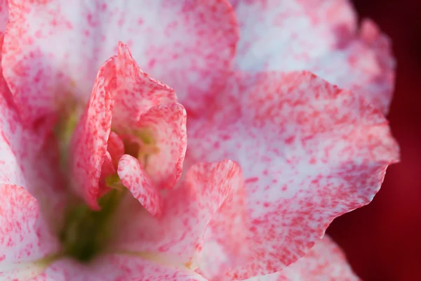 Розовые азалии — стоковое фото