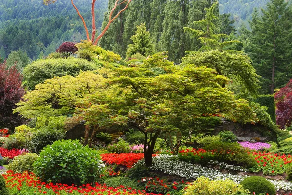 Strom a květinová zahrada — Stock fotografie