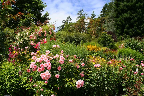아름 다운 꽃 정원 — 스톡 사진
