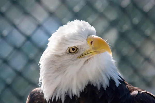Hermoso American Bold Eagle — Foto de Stock