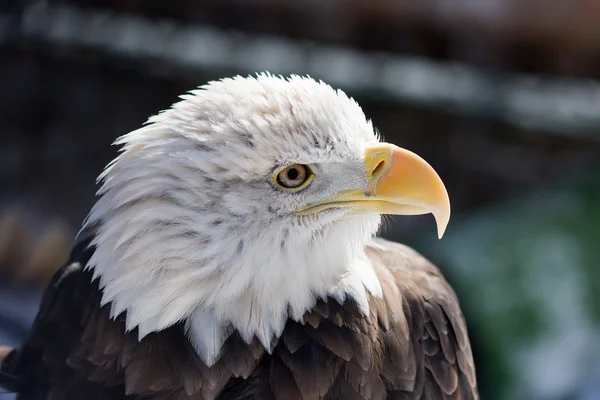 Águila calva americana — Foto de Stock