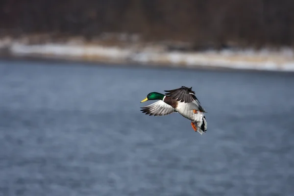 Mallard aterrizando en el agua — Foto de Stock