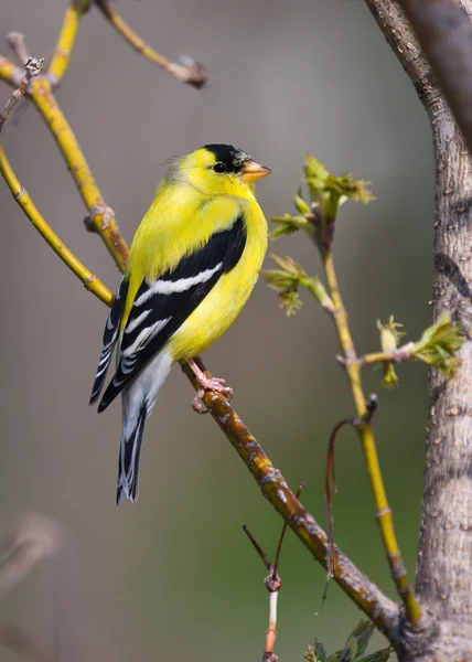 Goldfinch empoleirado — Fotografia de Stock
