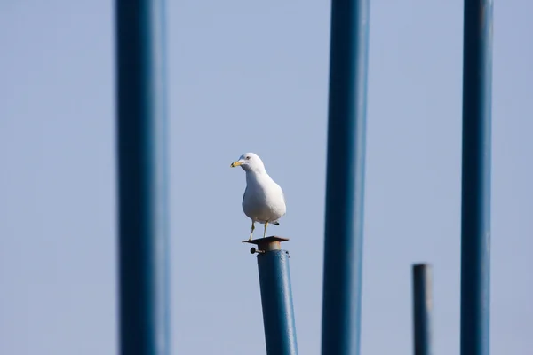 Seagull on a Pier — Stock Photo, Image