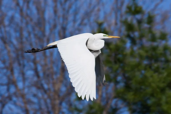 Great Egret Flying — Stock Photo, Image
