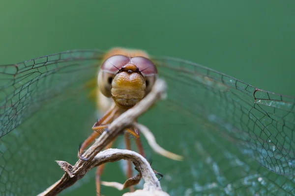 Κοινή Dragonfly Darter — Φωτογραφία Αρχείου