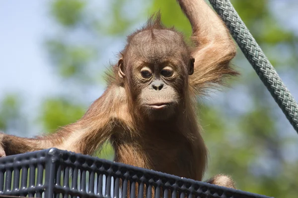 Baby orang-oetan — Stockfoto
