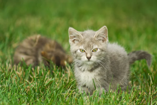 Gattino che gioca nell'erba. — Foto Stock