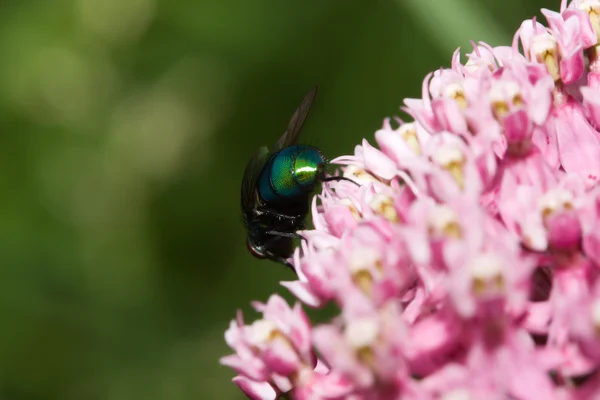 Fly 'удар літати' (Phaenicia sericata Greenbottle) Стокове Фото