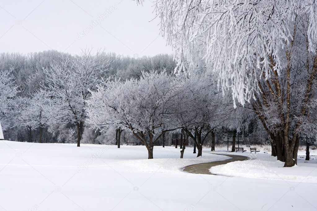 Fresh snow on park trees