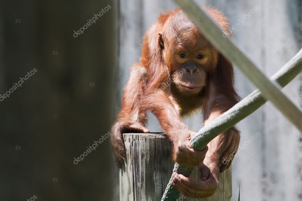 Bebek Orangutan Stok Fotografcilik C Coffee999 Telifsiz Resim 5443148