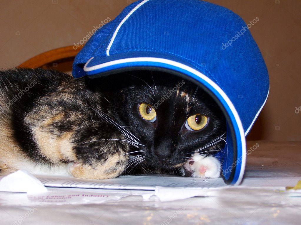 Cat wearing Baseball Cap. Stock Photo by ©Coffee999 5445533