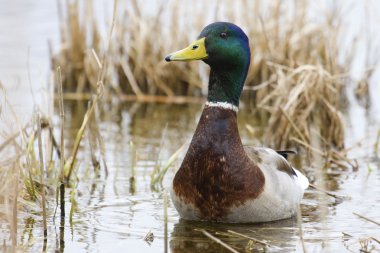 Mallard vahşi doğada