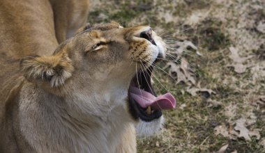 Aslan (panthera leo)