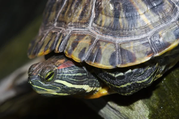 彩绘的乌龟 — 图库照片