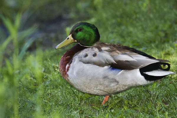 Duck Mallard — Stock Photo, Image