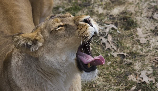 Leoa (Panthera Leo ) — Fotografia de Stock