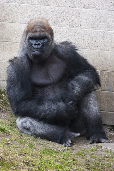 Hayvanat bahçesindeki gorilin — Stok fotoğraf