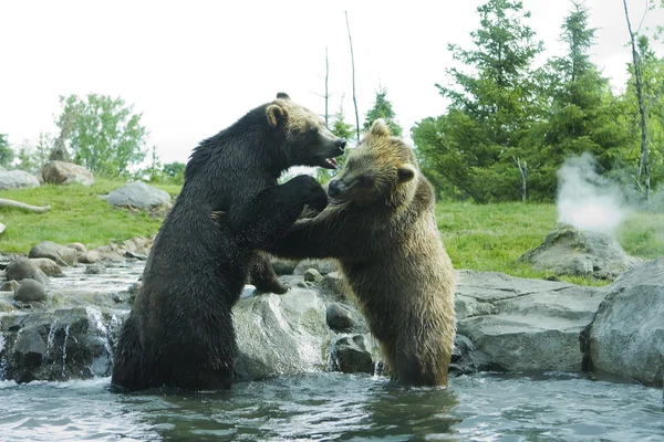 Grizzly (Brown) Pelea de osos — Foto de Stock