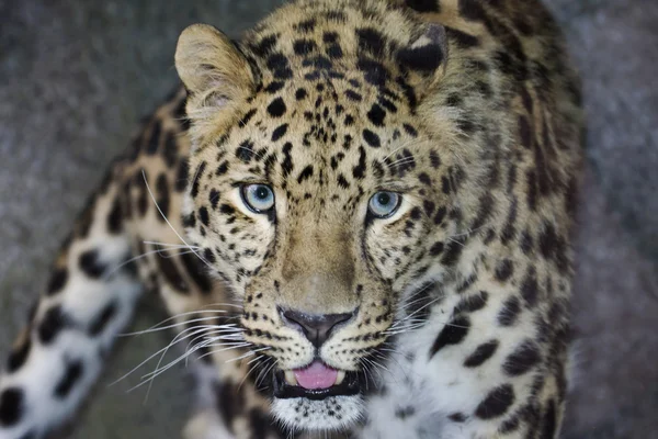 Amur Leopardo — Foto de Stock