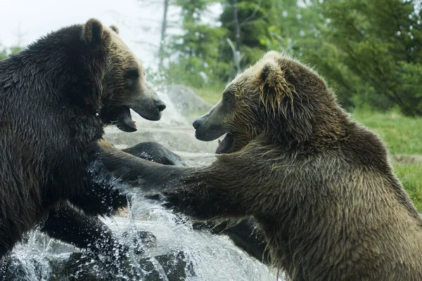 グリズリー (ブラウン) 熊の戦い — ストック写真