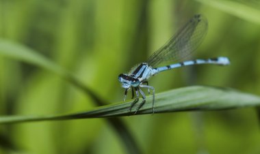 Common Blue Damselfly clipart