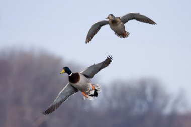 Mallards in flight clipart