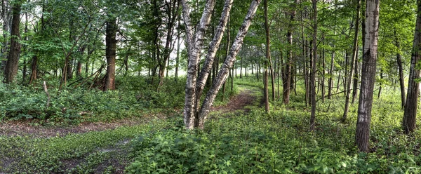 Floresta em HDR — Fotografia de Stock