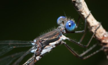 bir kızböcekleri Close-Up