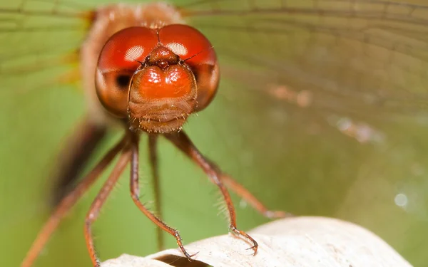 Primer plano de una libélula roja — Foto de Stock