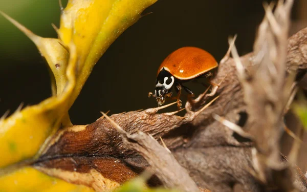 Asya uğur böceği böcek (Harmonia axyridis) — Stok fotoğraf