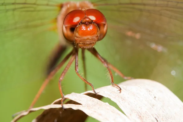 Detail červená vážka — Stock fotografie