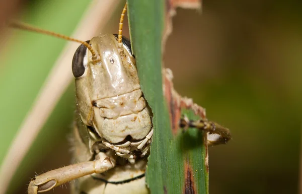 Close-up of a Grasshopper — Stock Photo, Image