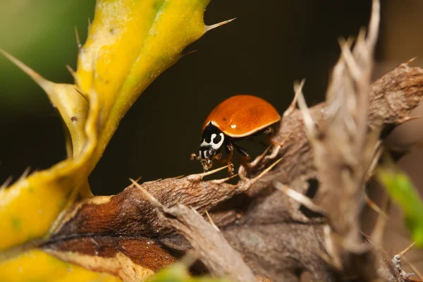 Escarabajo mariquita asiática (Harmonia axyridis ) — Foto de Stock