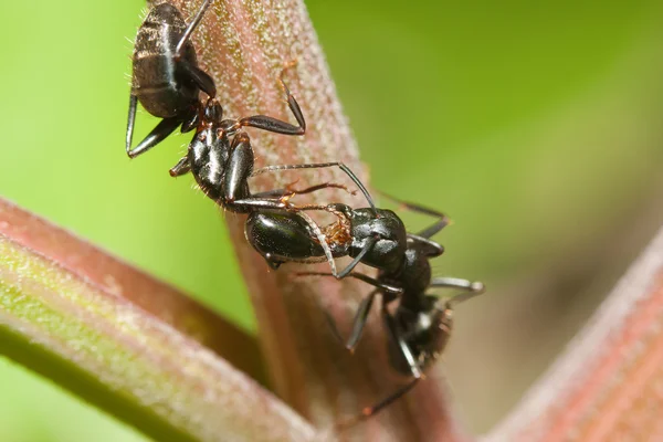 Dwa czarne mrówki — Zdjęcie stockowe